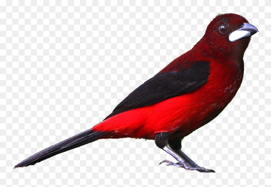 Realistic Clipart - Png Download