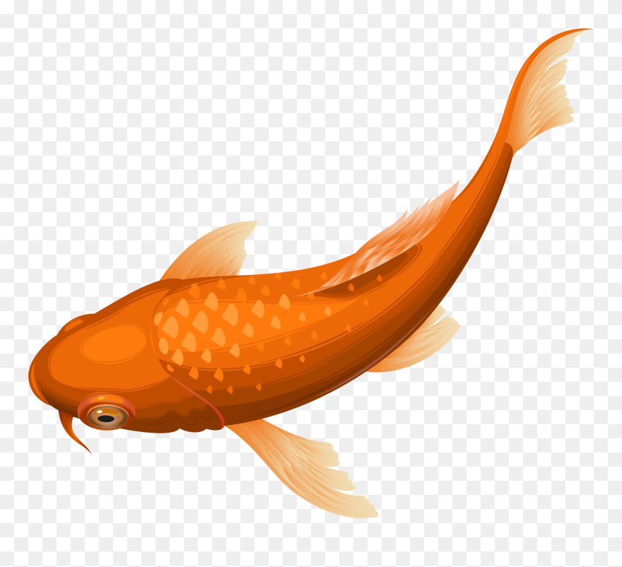 Orange Koi Fish Transparent Clip Art Png Image