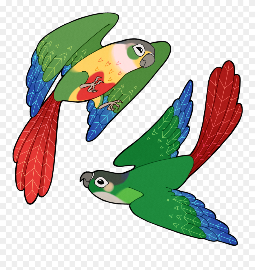 Tropical Fish Clip Art - Green Cheek Conure Clipart - Png Download