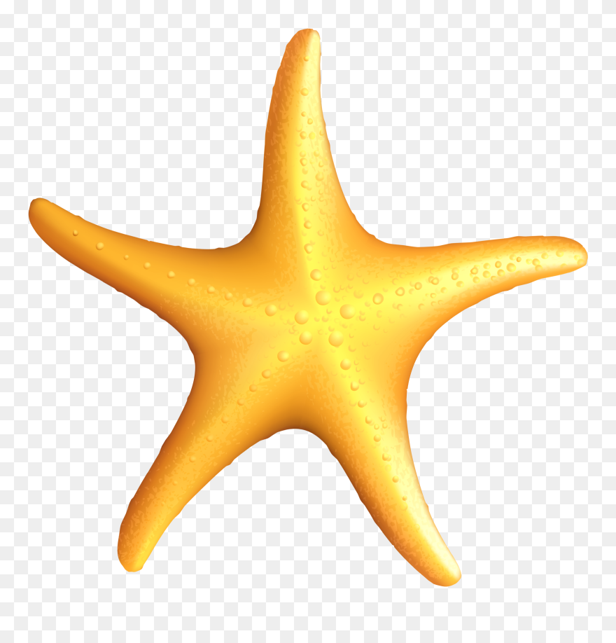 Transparent Beach Starfish Png Clipartu200b Gallery - Starfish Clipart