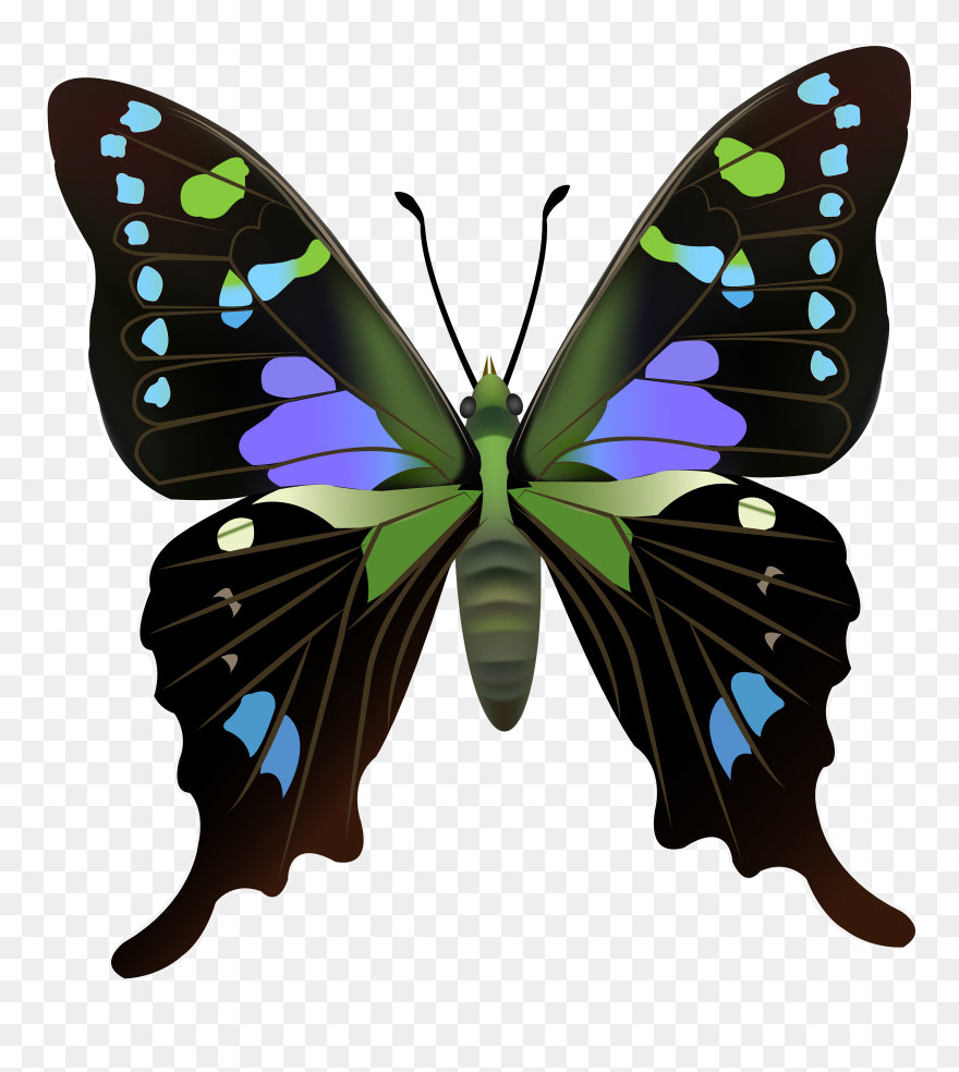 Transparent Butterflies Clipart - Png Download