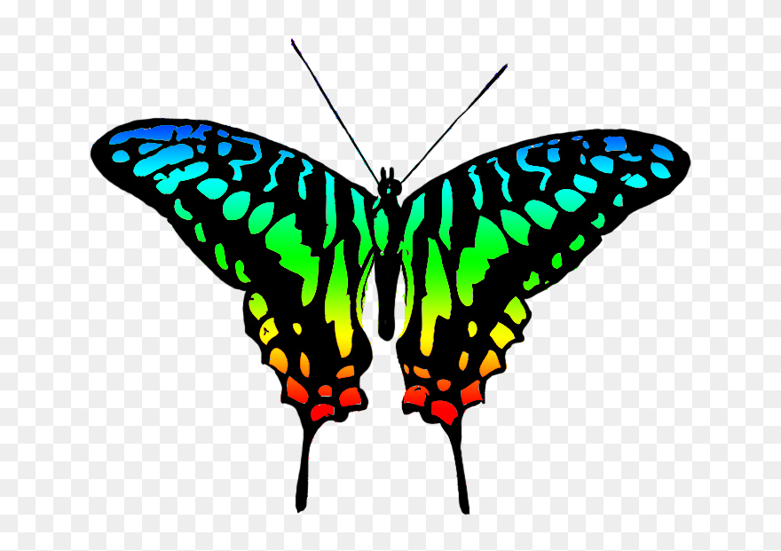 Butterfly Clipart Symmetrical - Multi Color Butterfly Png Transparent Png