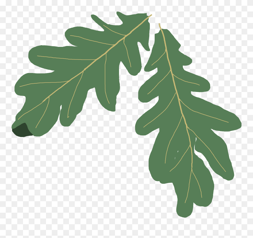 Oak Tree Clip Art Png - Green Oak Leaf Vector Png Transparent Png