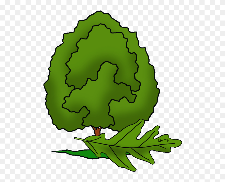 State Tree Of Maryland - Leaf Illinois State Tree Clipart
