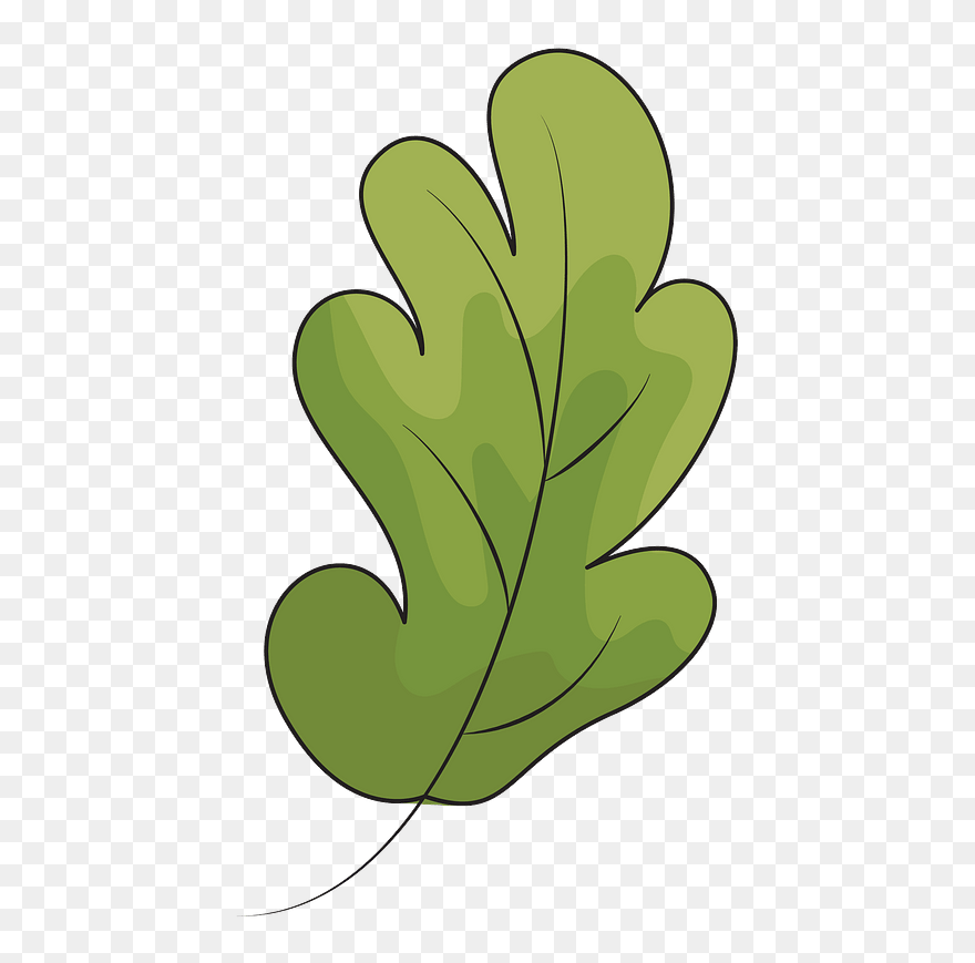 Oak Leaf Clipart - Leaf Clipart - Png Download
