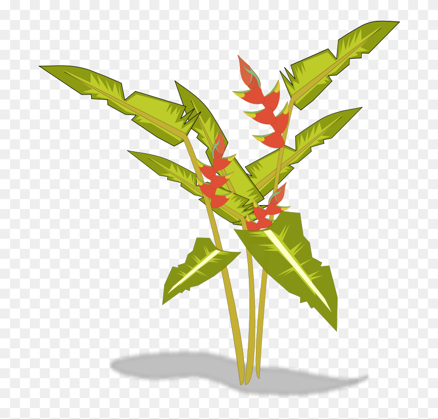 Tree-12b Free Heliconia - Transparent Tropical Plants Clipart - Png Download