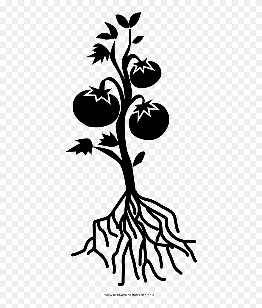 Free Black And White Tomato, Download Free Clip Art, - Tomato Plant Clipart Black And White - Png Download