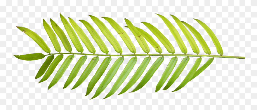 Palm Tree 01 Clipart - Palm Tree Leaf Png Transparent Png