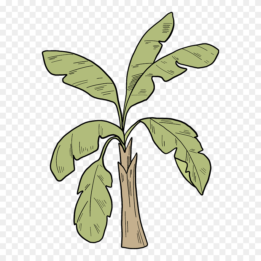 Palm Tree Clipart - Png Download