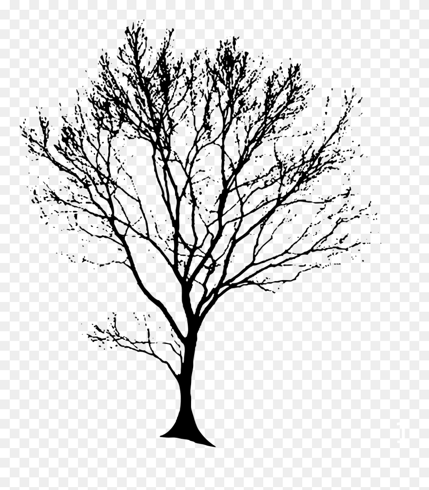 Tree Drawing Transparent Background Clipart