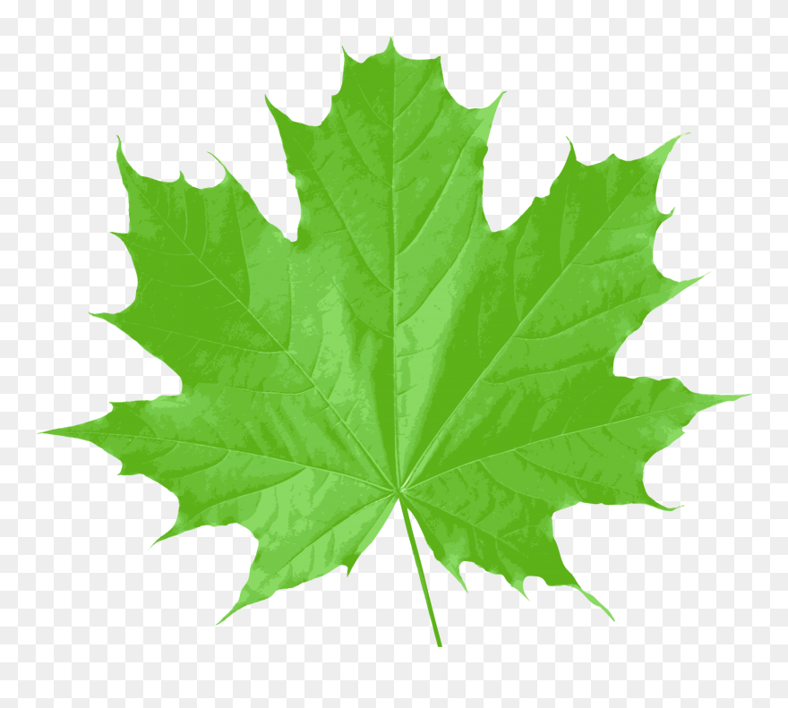 Green Maple Leaf Png Clipart