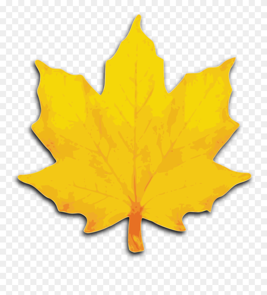 Orange Maple Leaf Clipart - Png Download
