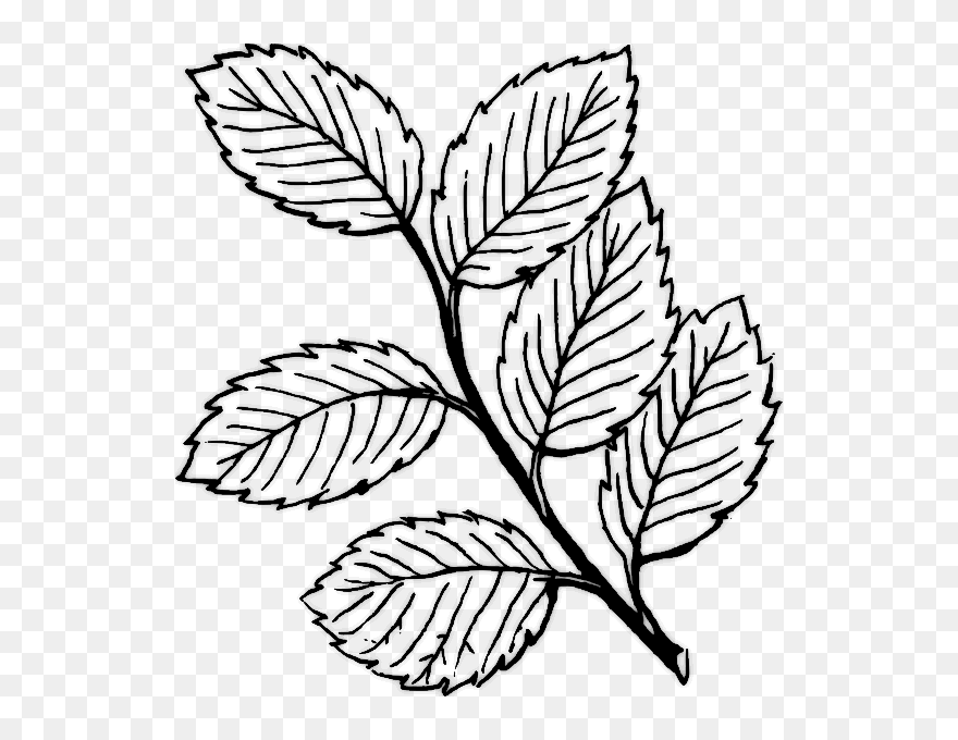 Leaves Clipart Black And White - Png Download