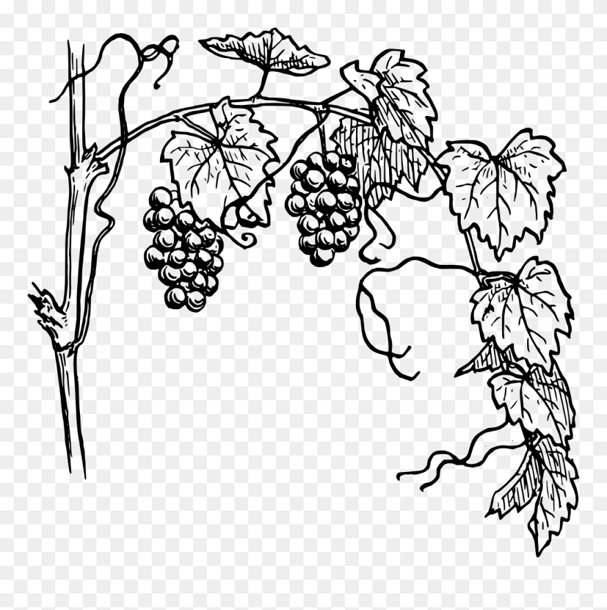 Vine Clipart Family Tree - Grape Vine Drawing - Png Download