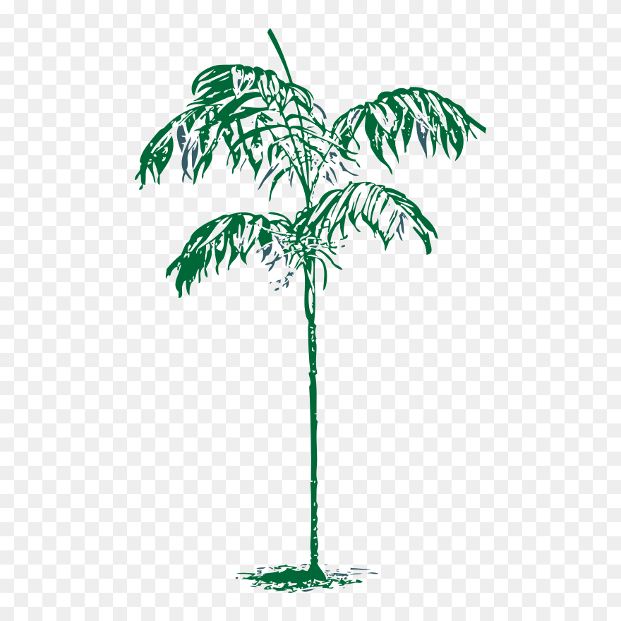 Plant Sketch Png Clipart