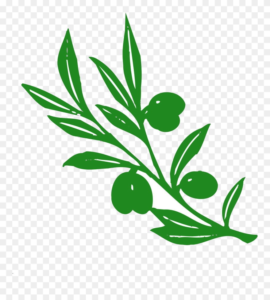 Olive Tree Branch Vector Image - Olive Tree Branch Clipart