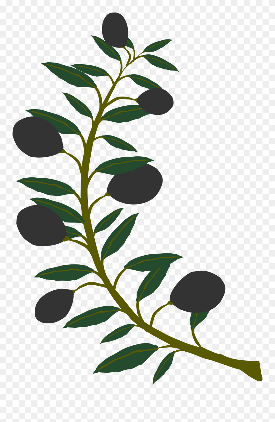 Clipart Olive Branch Black Olive - Clip Art Olive Tree Branches - Png Download