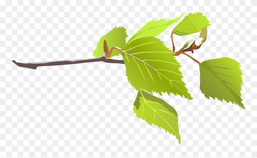Tree With Branches - Leaves On A Branch Clipart