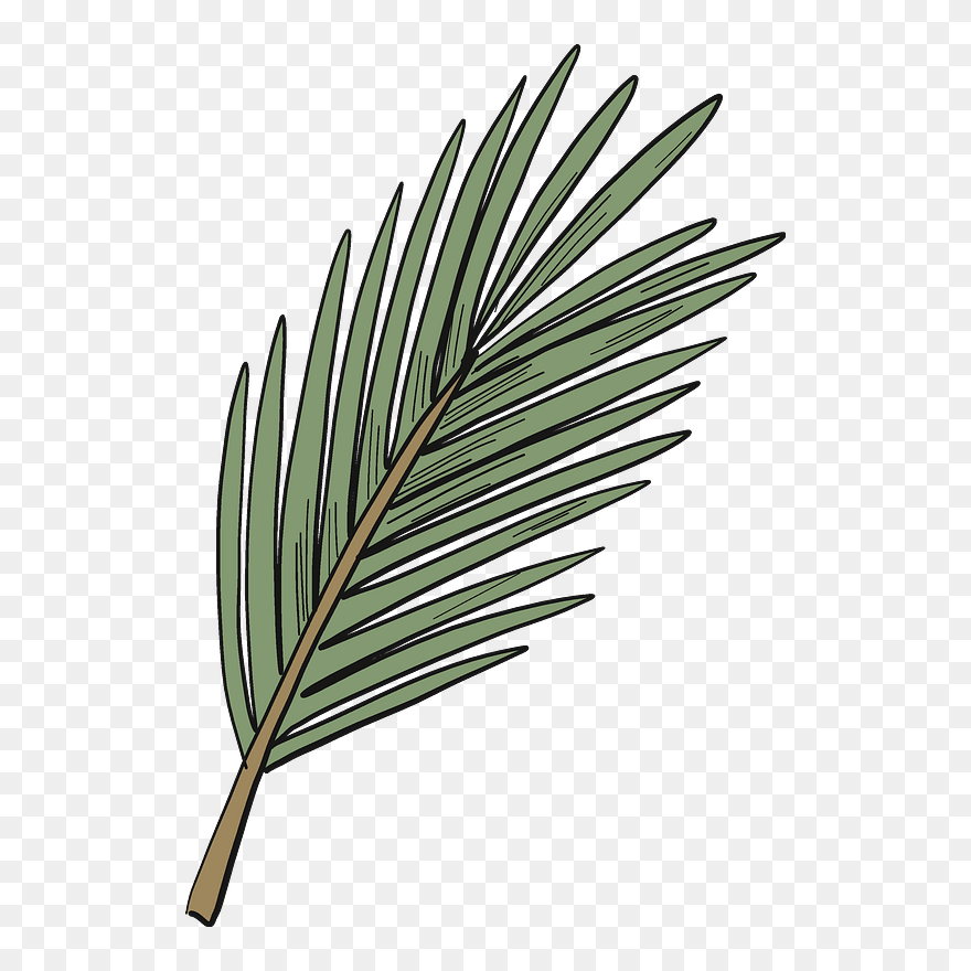 Evergreen Tree Branch Clipart - Pond Pine - Png Download