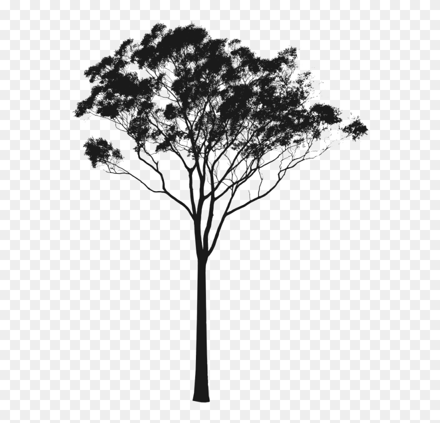 Pin Tree Silhouette Clip Art - Eucalyptus Tree Silhouette - Png Download