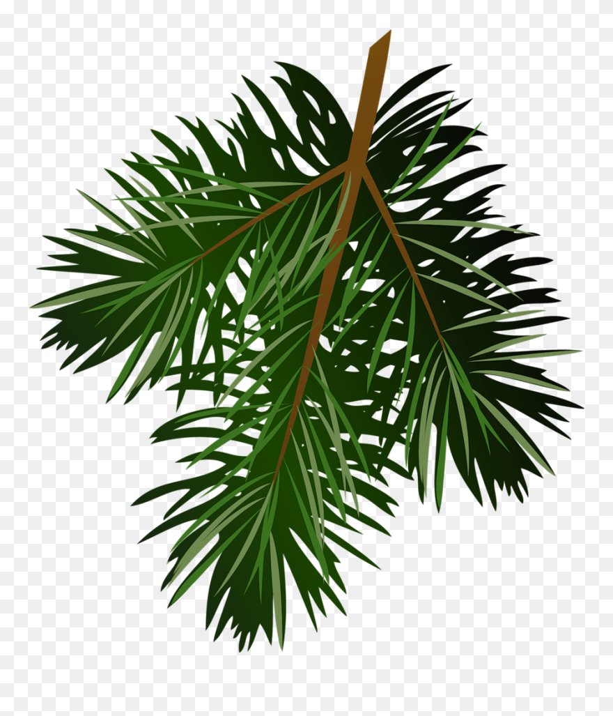Pine Tree Branch Clipart - Pine Leaves Transparent Background - Png Download
