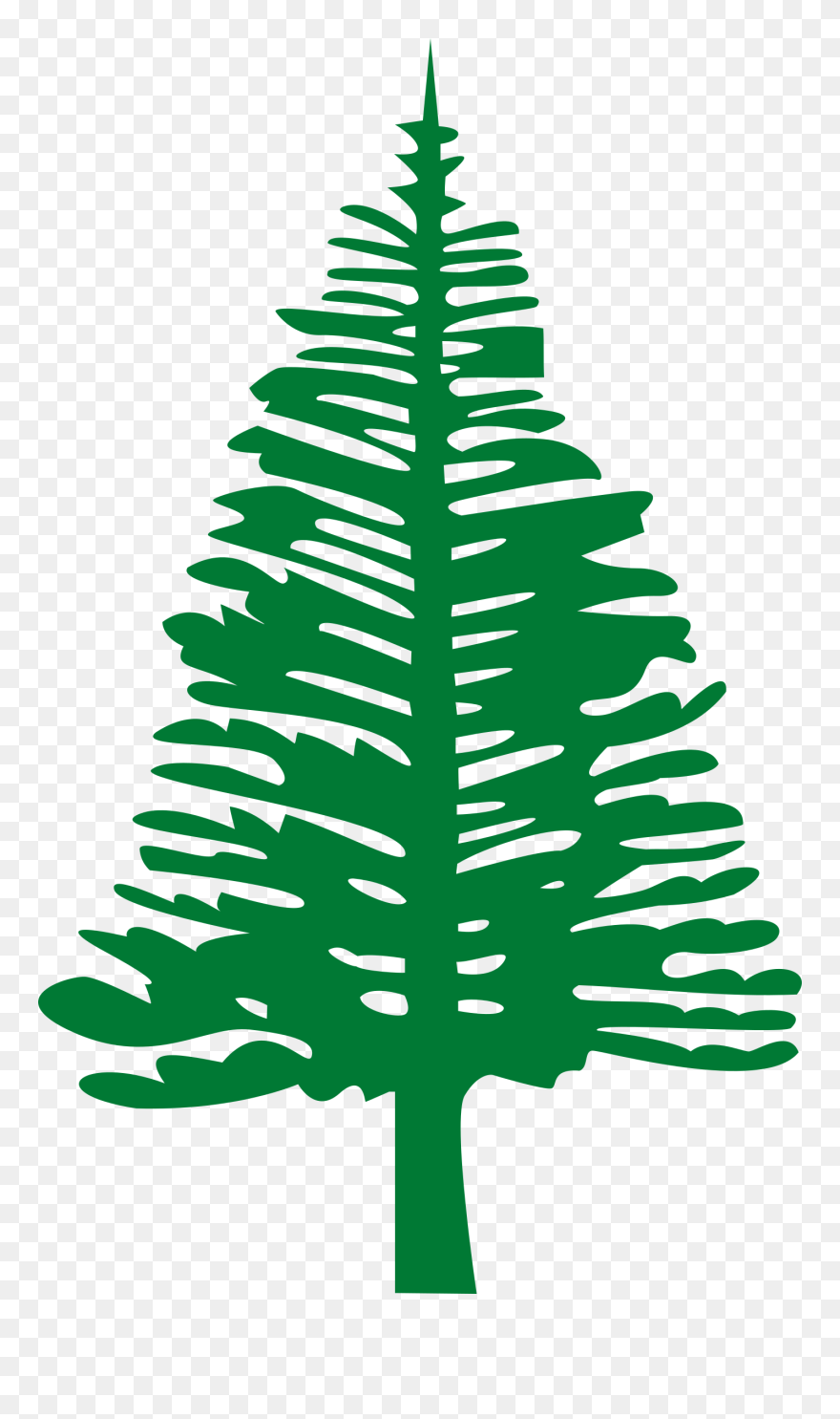 Norfolk Island Pine Png - Norfolk Island Pine Art Clipart
