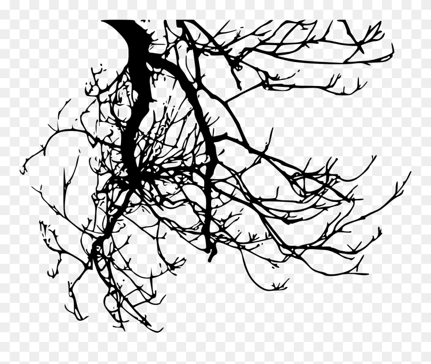 Transparent Tree Branch Clipart Black And White - Tree Branch Transparent Background - Png Download