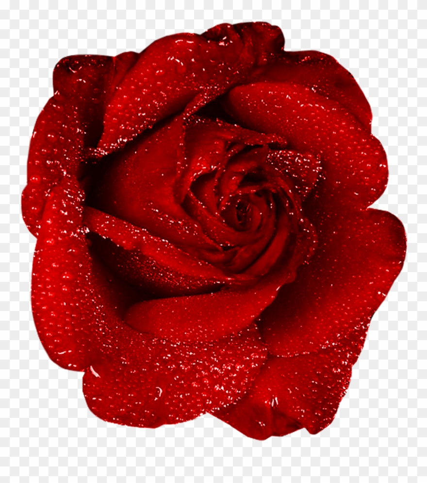 Red Rose With Dew Clipart - Red Rose Png Gif Transparent Png