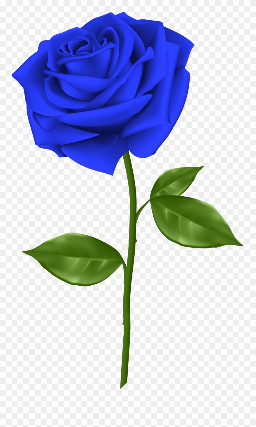 Svg Blue Rose Clipart - Blue Rose Transparent Background - Png Download