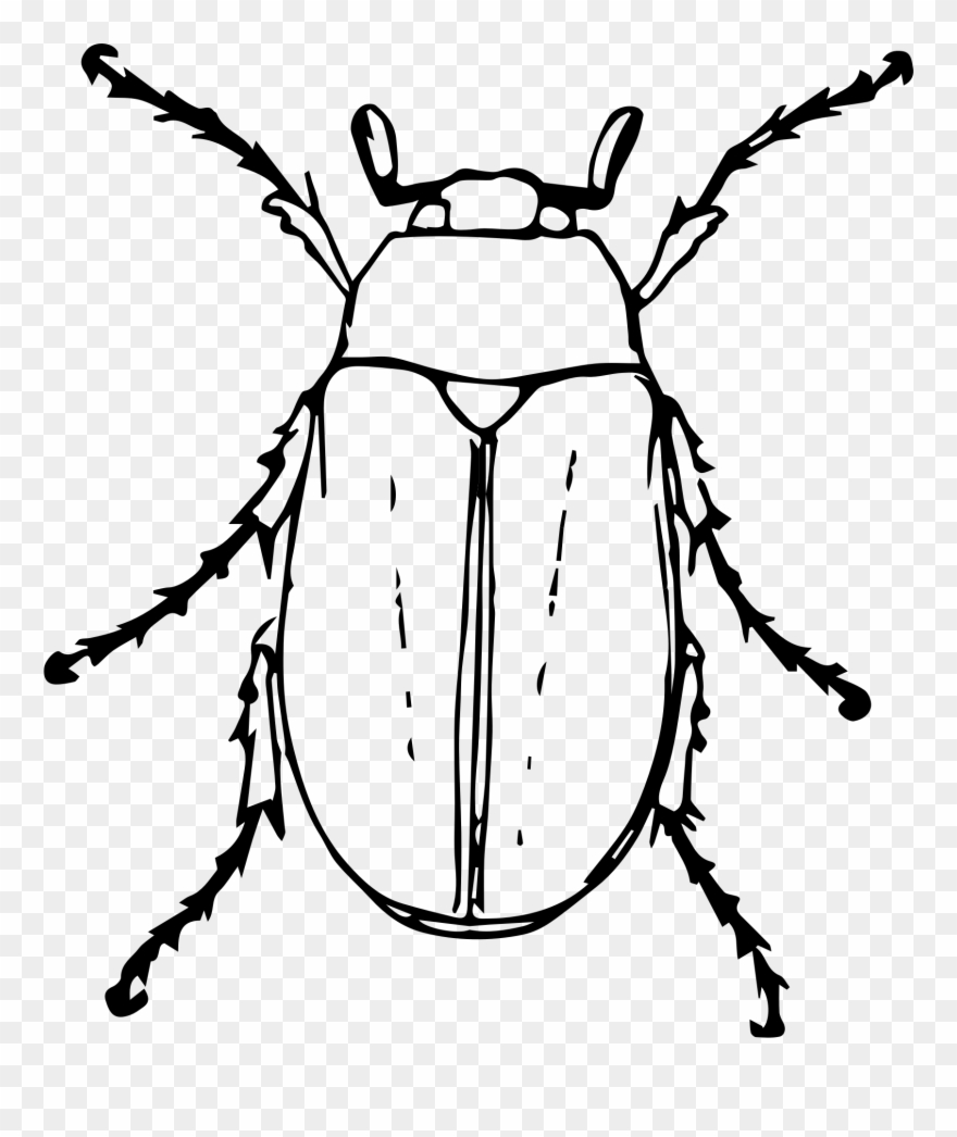 Beetle Clipart Black And White - Png Download
