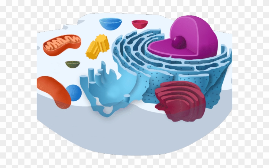 Aerobics Clipart Biology - Endoplasmic Reticulum Definition For Kids - Png Download