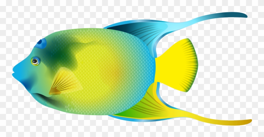 Pterophyllum Art Clipart