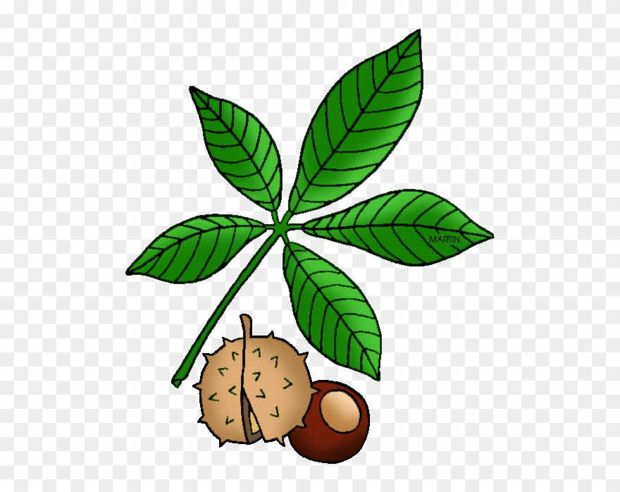 Ohio State Tree - Buckeye Clipart - Png Download