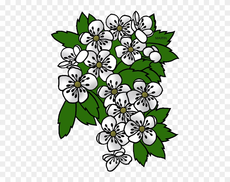 Missouri State Flower - Missouri State Flower Png Clipart