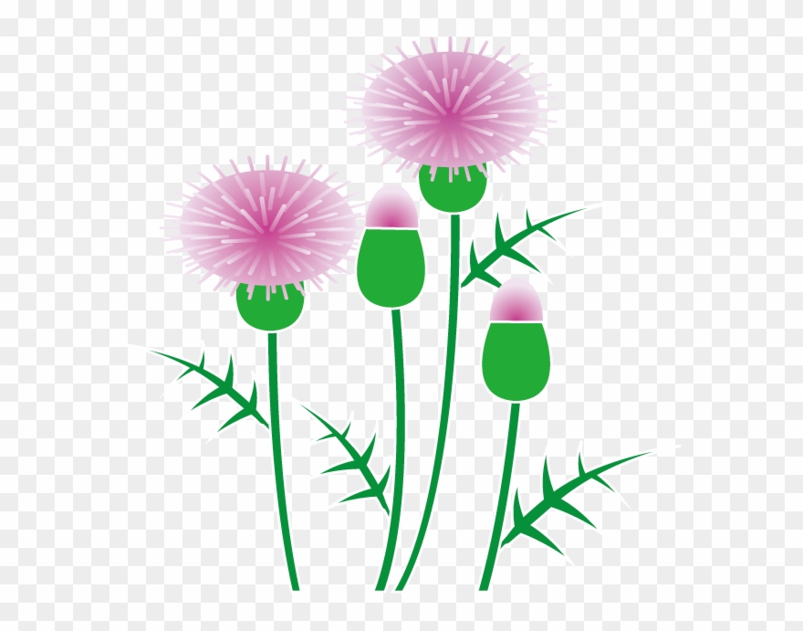 Thistle Clipart - Clip Art - Png Download