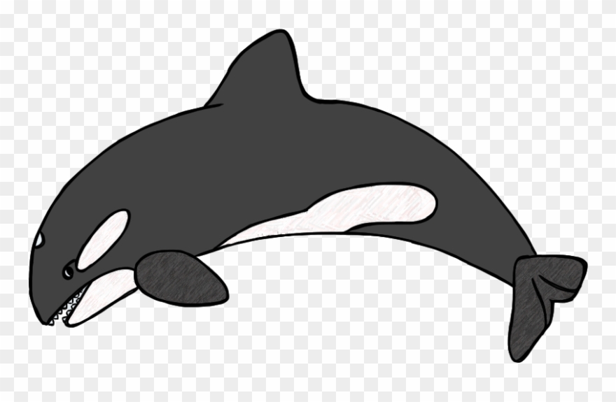 Clip Art By Carrie Teaching First - Killer Whale Clipart Black And White - Png Download