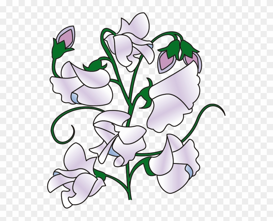 Clipart Info - Sweet Pea Clipart - Png Download