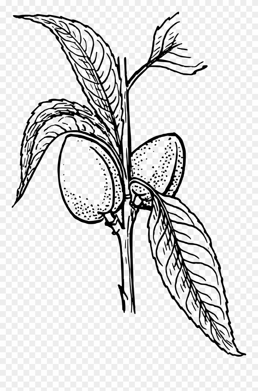 Mother's - Day - Clip - Art - Black - White - Plant Clip Art - Png Download