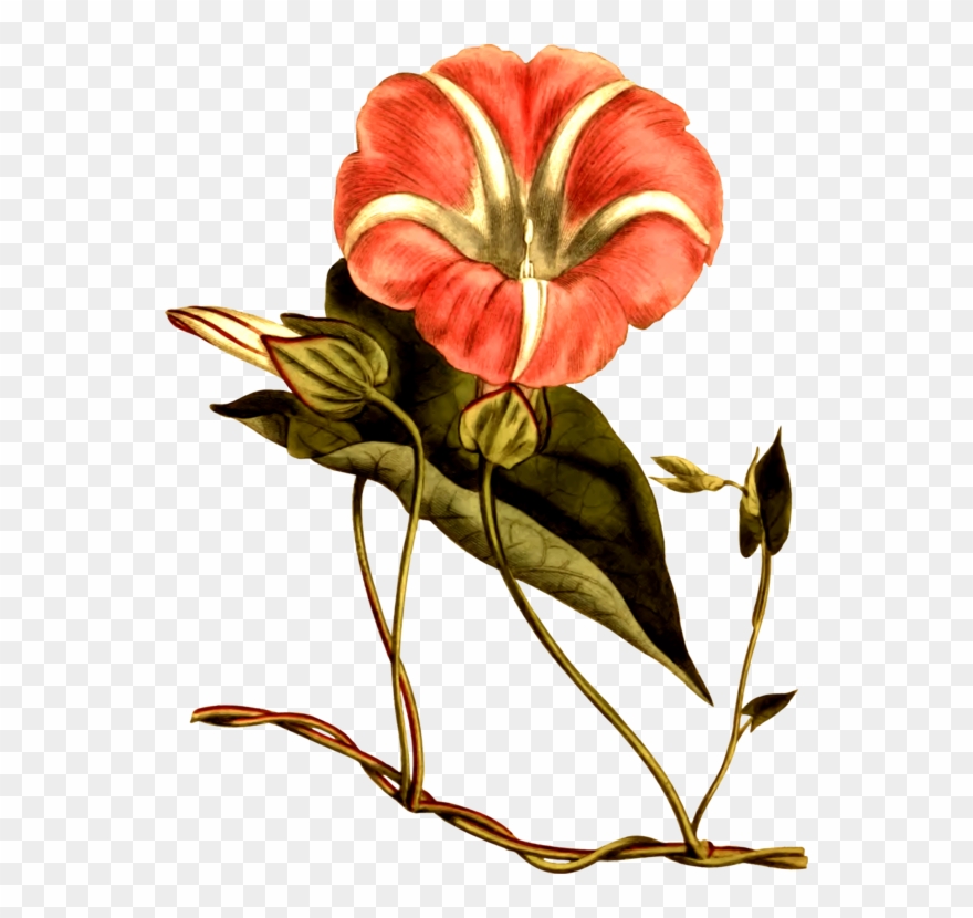 All Photo Png Clipart - Enredaderas Con Flores Png Transparent Png