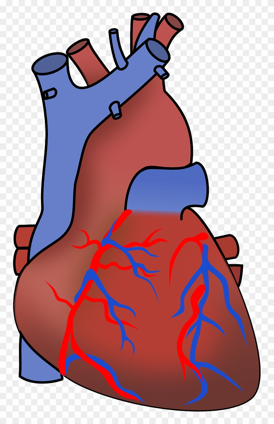 Vector Clip Art - Human Heart Clipart Transparent Background - Png Download
