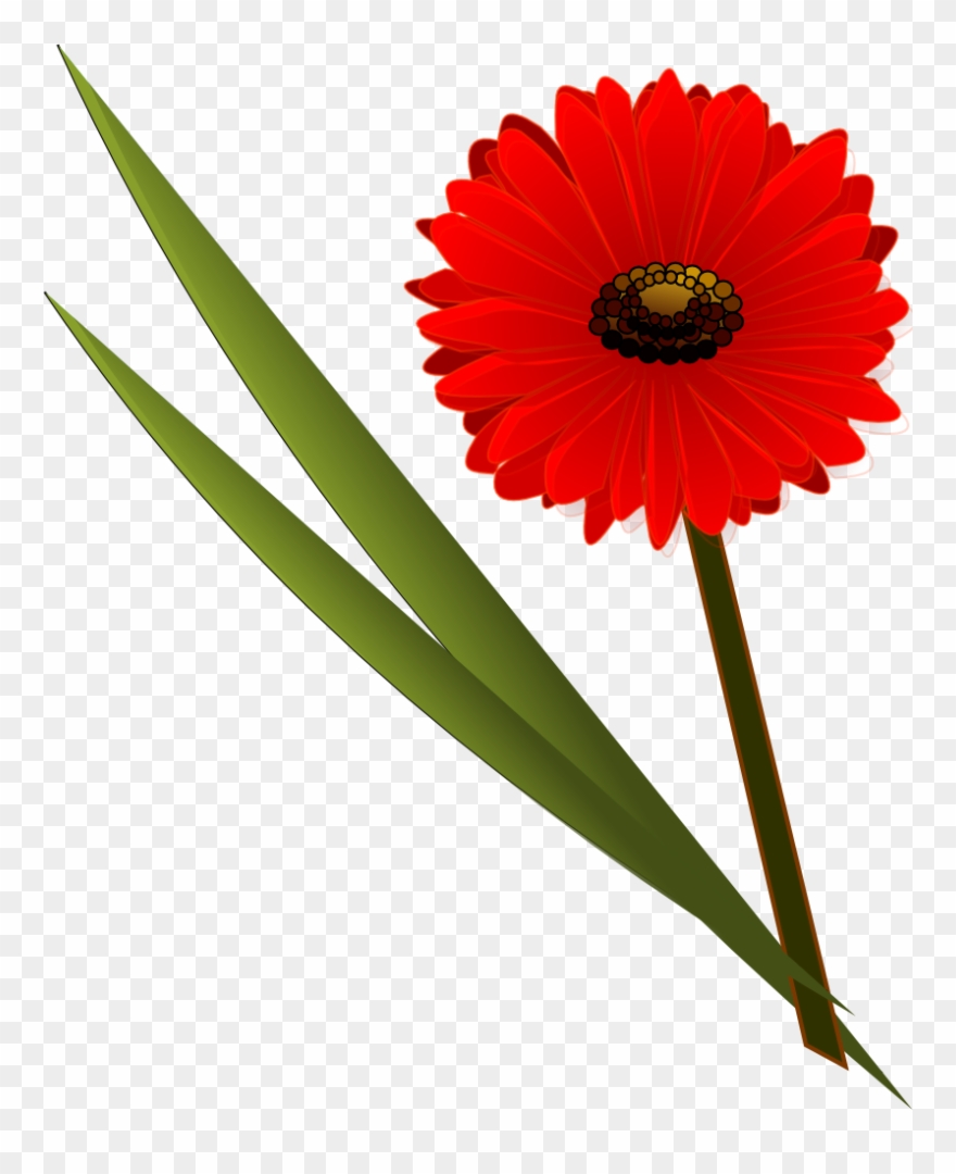 Flowers Gerbera - Flower Clip Art - Png Download