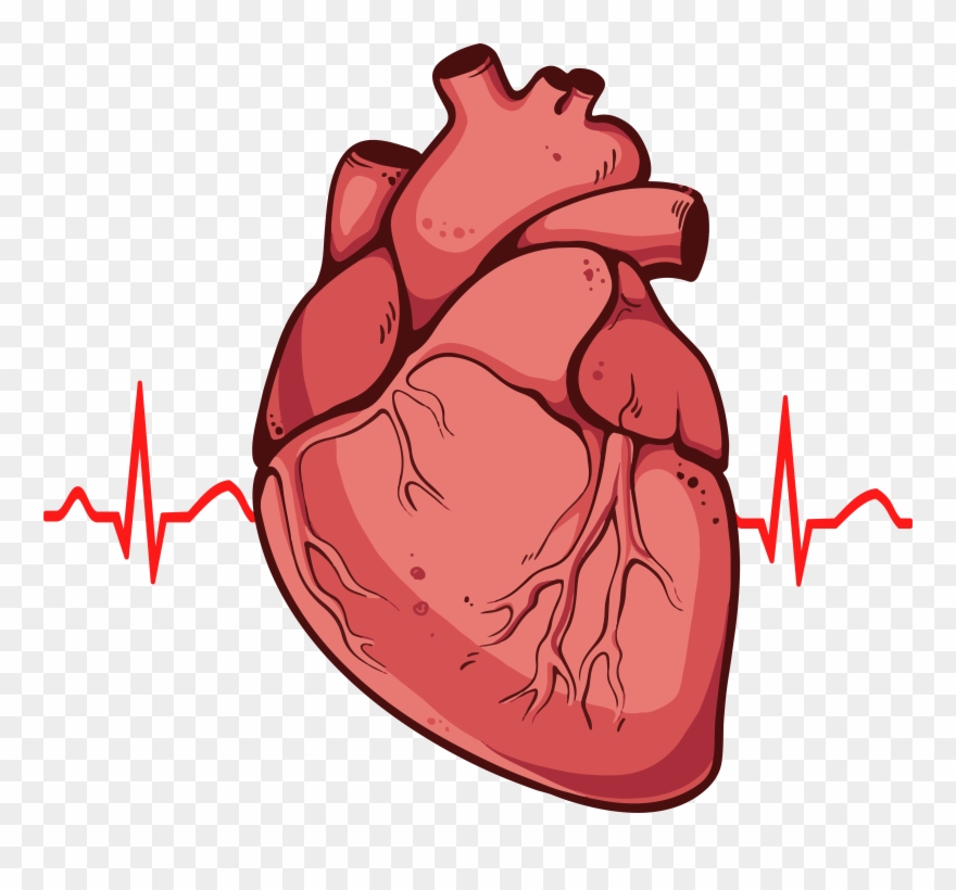 Real Heart Clipart - Real Heart - Png Download