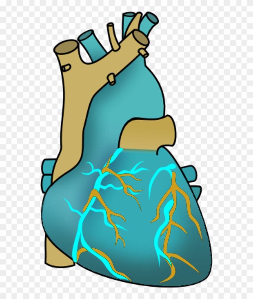 Vector Clip Art - Clip Art Heart Organ - Png Download