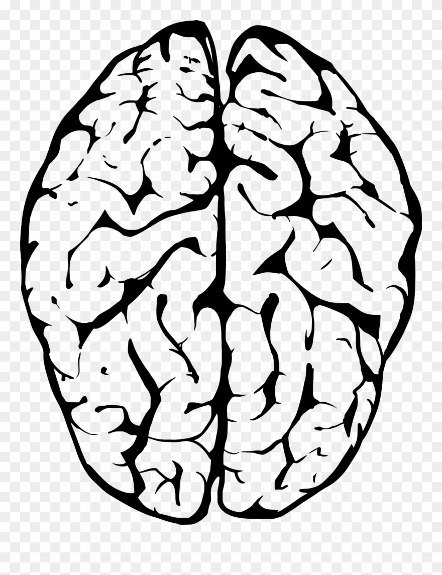 Outline Of Human Brain - Transparent Background Brain Clipart - Png Download