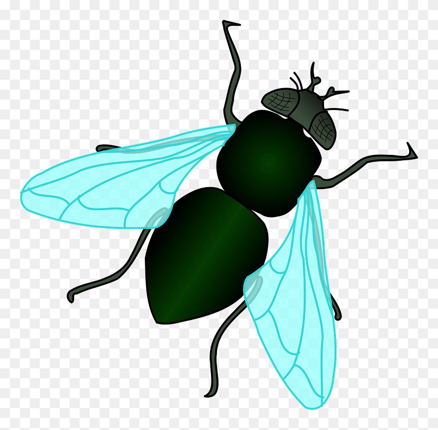 Green House Fly Clip Art At Clker - House Fly Clipart - Png Download