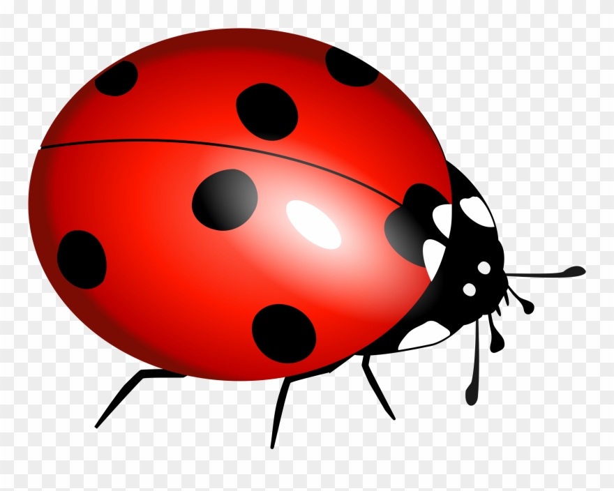 True Bug Transparent Background - Lady Bug Clipart