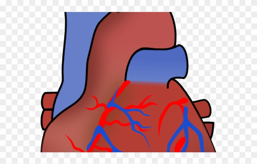 Clip Art Heart Organ - Png Download