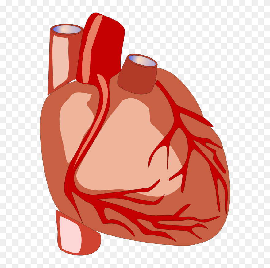 Heart Clipart Clipart Different - Diet Chart For Heart Patient - Png Download
