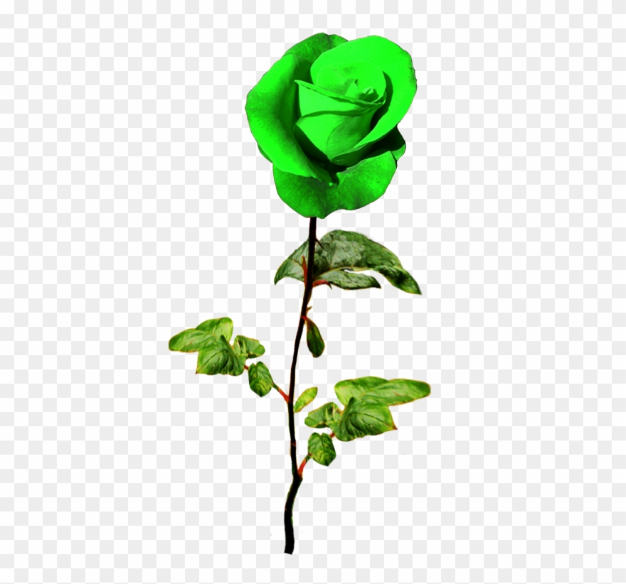 Patrick's Day Green Rose - Rose Green Png Clipart