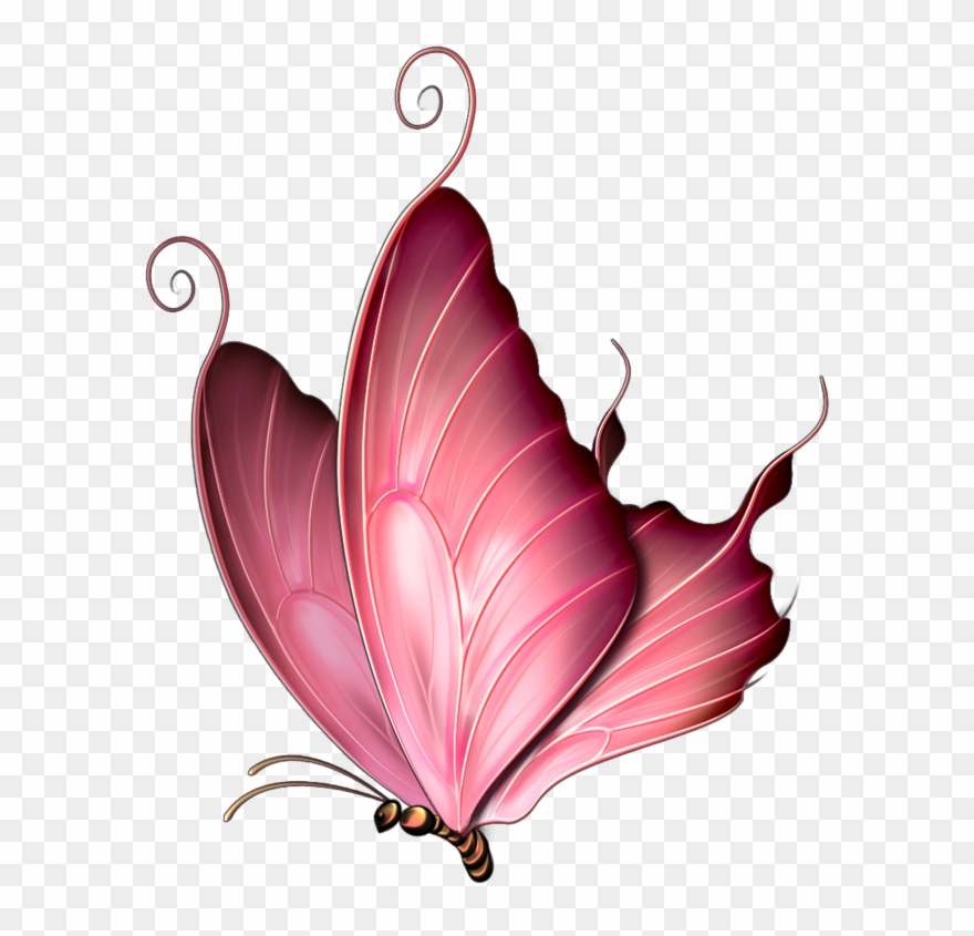 ‿✿⁀butterflies‿✿⁀ Butterfly Clip Art, Butterfly Drawing, - Pink Butterfly Throw Blanket - Png Download